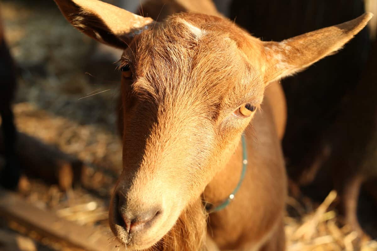 Nigerian Dwarf goat doe