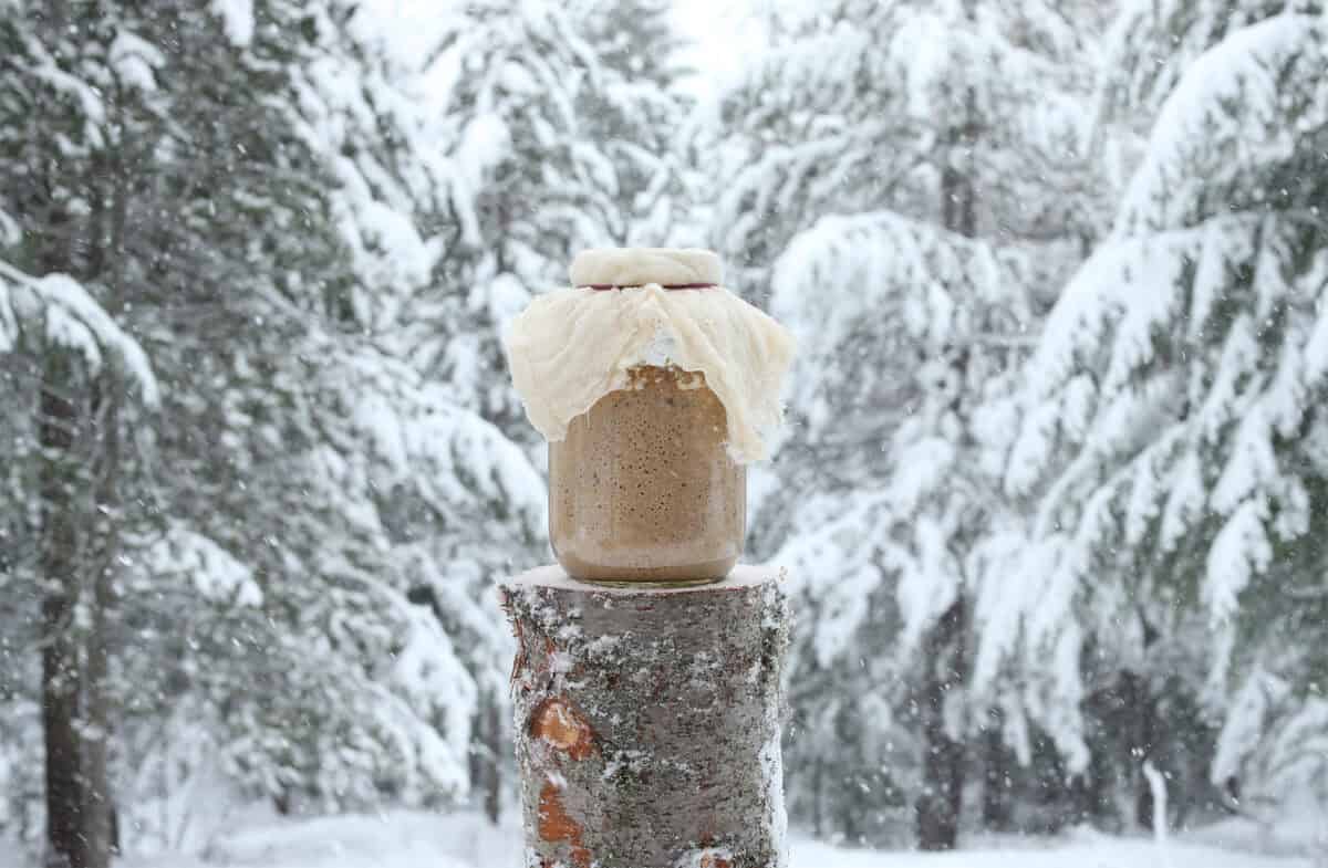 Rye sourdough starter in a blizzard.