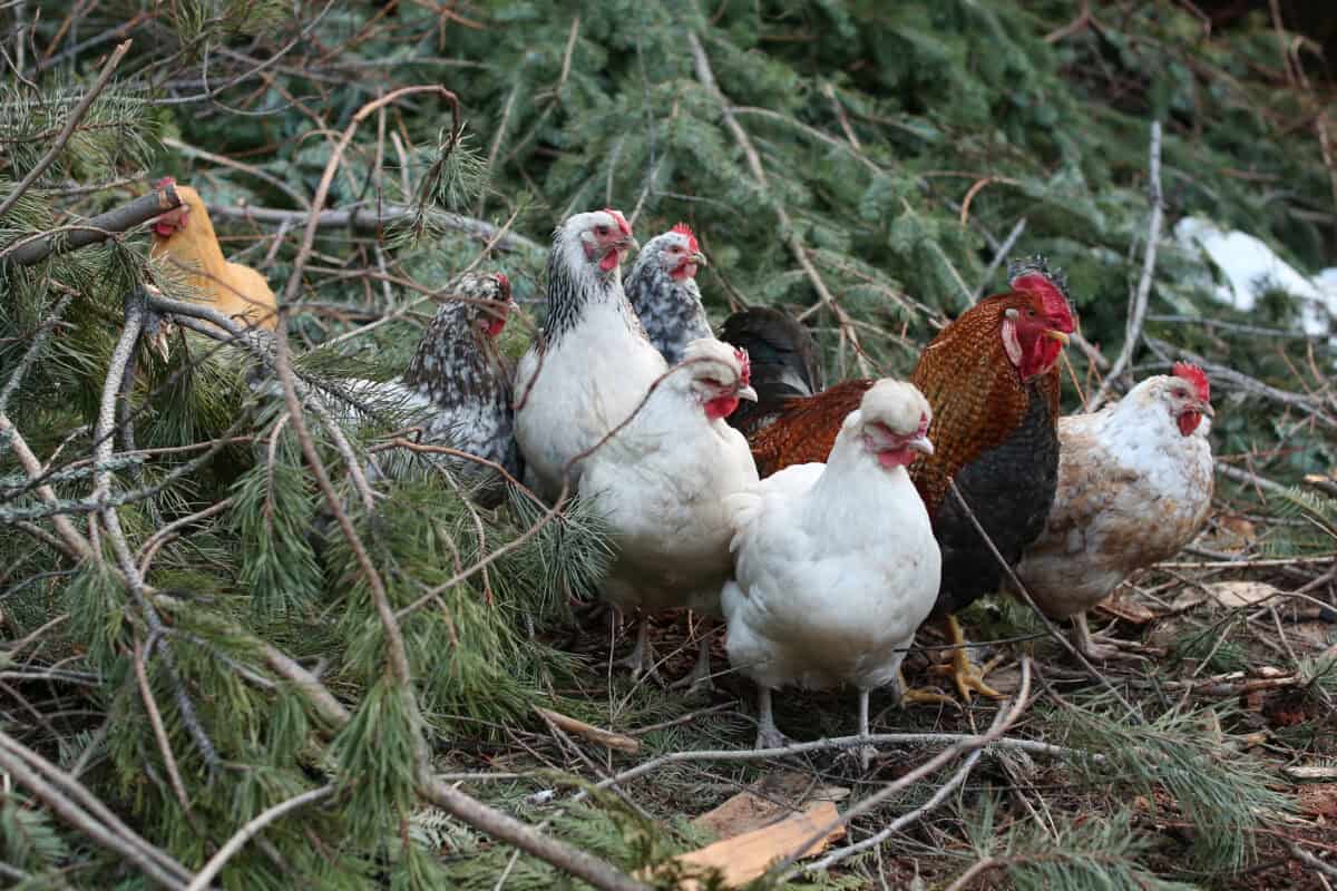 Chickens in evergreen brush