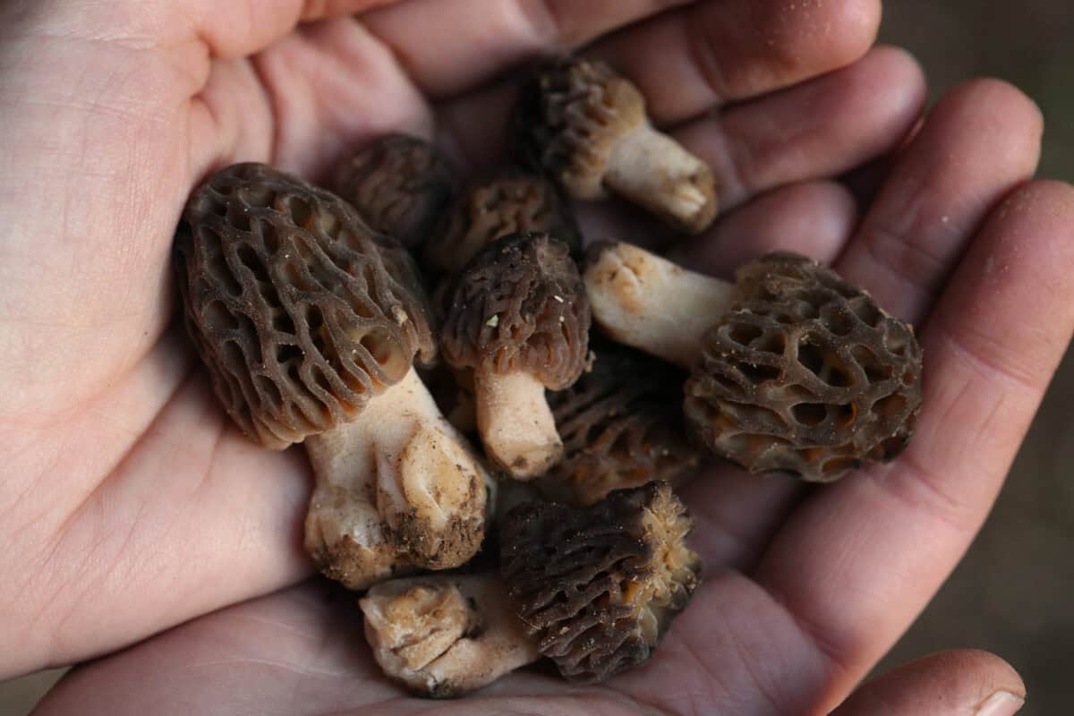 morel mushrooms in hands